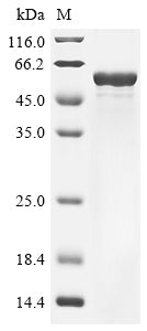 Greater than 85% as determined by SDS-PAGE.Recombinant Mouse Glial Fibrillary Acidic Protein (GFAP) Protein (His&Myc)