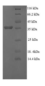 Greater than 90% as determined by SDS-PAGE.