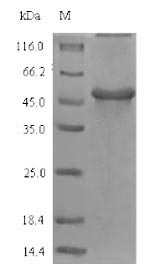 Greater than 90% as determined by SDS-PAGE.