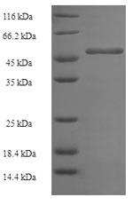 Greater than 90% as determined by SDS-PAGE.