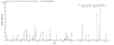 Based on the SEQUEST from database of E.coli host and target protein, the LC-MS/MS Analysis result of this product could indicate that this peptide derived from E.coli-expressed Sus scrofa (Pig) GH1.Recombinant Pig Somatotropin (GH1) Protein (His&Myc)
