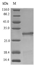 Greater than 85% as determined by SDS-PAGE.Recombinant Pig Somatotropin (GH1) Protein (His&Myc)