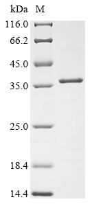 Greater than 90% as determined by SDS-PAGE.Recombinant Dog Growth Hormone Receptor (GHR) Protein (His&Myc)