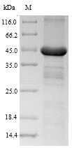 Greater than 90% as determined by SDS-PAGE.Recombinant Human Growth Hormone Receptor (GHR) Protein (His-SUMO)