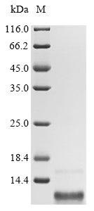 Greater than 85% as determined by SDS-PAGE.Recombinant Human Gastric Inhibitory Polypeptide (GIP) Protein (His&Myc)