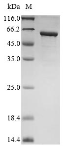 Greater than 85% as determined by SDS-PAGE.