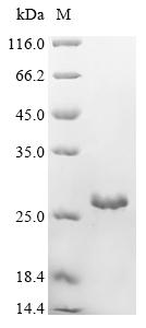 Greater than 85% as determined by SDS-PAGE.Recombinant Human Gap Junction Alpha-5 Protein (GJA5) Protein (His)
