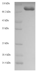 Greater than 90% as determined by SDS-PAGE.