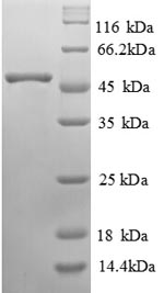 Greater than 90% as determined by SDS-PAGE.Recombinant Human Alpha-Galactosidase A (GLA) Protein (His)
