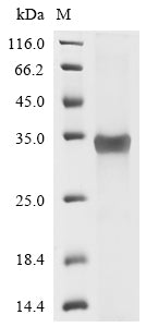 Greater than 85% as determined by SDS-PAGE.Recombinant Human Zinc Finger Protein Gli1 (GLI1) Protein (His&His)