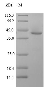 Greater than 90% as determined by SDS-PAGE.