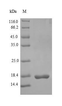 Greater than 90% as determined by SDS-PAGE.Recombinant Rat Glucagon-Like Peptide 1 Receptor (GLP1R) Protein (His)