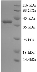 Greater than 90% as determined by SDS-PAGE.