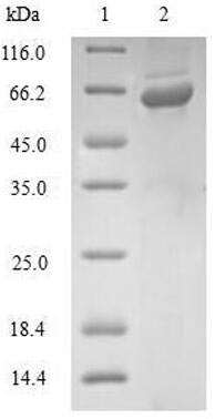 Greater than 90% as determined by SDS-PAGE.