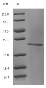 Greater than 90% as determined by SDS-PAGE.