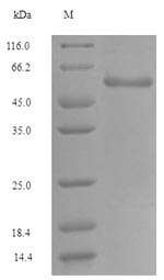 Greater than 90% as determined by SDS-PAGE.