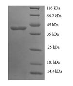 Greater than 90% as determined by SDS-PAGE.