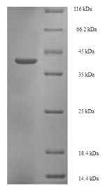 Greater than 90% as determined by SDS-PAGE.