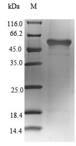 Greater than 90% as determined by SDS-PAGE.