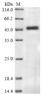 Greater than 85% as determined by SDS-PAGE.