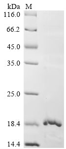 Greater than 85% as determined by SDS-PAGE.Recombinant Lama Glama Glycosylation-Dependent Cell Adhesion Molecule 1 (GLYCAM1) Protein (His-KSI)