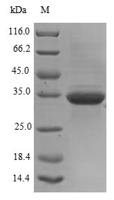Greater than 85% as determined by SDS-PAGE.Recombinant Human Ganglioside Gm2 Activator (GM2A) Protein (His-SUMO)
