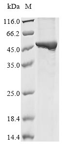 Greater than 85% as determined by SDS-PAGE.Recombinant Mouse Guanine Nucleotide-Binding Protein Subunit Alpha-12 (GNA12) Protein (His&Myc)