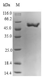 Greater than 90% as determined by SDS-PAGE.