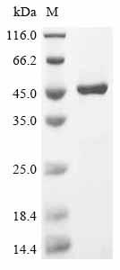 Greater than 90% as determined by SDS-PAGE.Recombinant Human Guanine nucleotide-binding protein G (GNAI1) Protein (His&Myc)