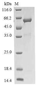 Greater than 90% as determined by SDS-PAGE.Recombinant Mouse Guanine nucleotide-binding protein G (GNAI2) Protein (His)