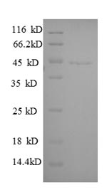 Greater than 90% as determined by SDS-PAGE.Recombinant Human Guanine nucleotide-binding protein G (GNAI3) Protein (His)