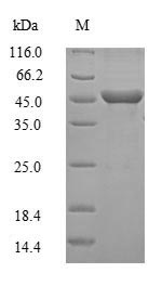 Greater than 90% as determined by SDS-PAGE.Recombinant Mouse Guanine nucleotide-binding protein G (GNAO1) Protein (His)