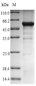 Greater than 90% as determined by SDS-PAGE.