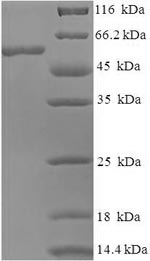 Greater than 90% as determined by SDS-PAGE.