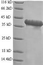Greater than 90% as determined by SDS-PAGE.