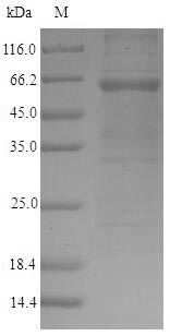 Greater than 90% as determined by SDS-PAGE.
