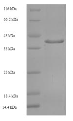 Greater than 90% as determined by SDS-PAGE.