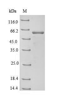 Greater than 90% as determined by SDS-PAGE.