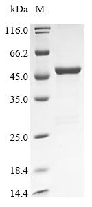 Greater than 85% as determined by SDS-PAGE.