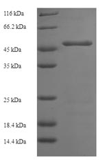 Greater than 90% as determined by SDS-PAGE.Recombinant Human Platelet Glycoprotein Ib Alpha Chain (GP1BA) Protein (His)