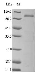 Greater than 85% as determined by SDS-PAGE.