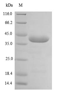Greater than 85% as determined by SDS-PAGE.Recombinant Mouse Platelet Glycoprotein Vi (GP6) Protein (His-SUMO)