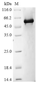 Greater than 85% as determined by SDS-PAGE.Recombinant Human Glypican-1 (GPC1) Protein (His-GST&Myc)