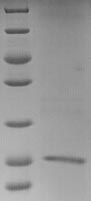 Greater than 90% as determined by SDS-PAGE.Recombinant Mouse Glypican-4 (GPC4) Protein (His-SUMO)