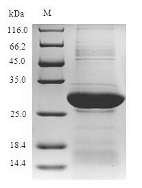Greater than 90% as determined by SDS-PAGE.Recombinant Mouse Glypican-4 (GPC4) Protein (GST)