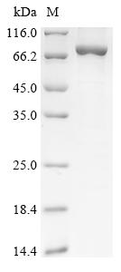 Greater than 85% as determined by SDS-PAGE.Recombinant Human Glypican-6 (GPC6) Protein (His-SUMO)