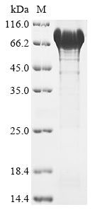 Greater than 90% as determined by SDS-PAGE.Recombinant Human Glycerol-3-Phosphate Dehydrogenase, Mitochondrial (GPD2) Protein (His)