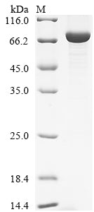 Greater than 90% as determined by SDS-PAGE.