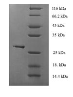 Greater than 90% as determined by SDS-PAGE.Recombinant Human Glutathione Peroxidase 1 (GPX1) Protein (His)