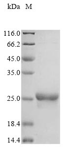 Greater than 85% as determined by SDS-PAGE.Recombinant Saccharomyces Cerevisiae Glutathione Peroxidase-Like Peroxiredoxin 2 (GPX2) Protein (His)
